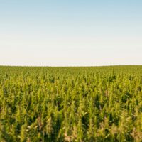 Field of Hemp
