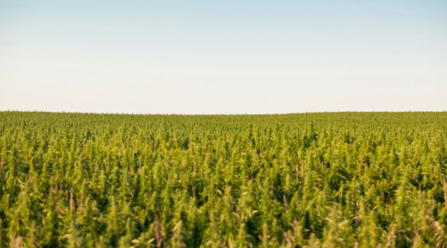 Field of Hemp