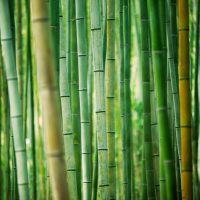 fresh and contrasting shades of green in a dense bamboo grove. kyoto, japan.