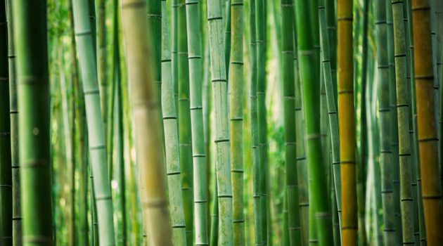 fresh and contrasting shades of green in a dense bamboo grove. kyoto, japan.